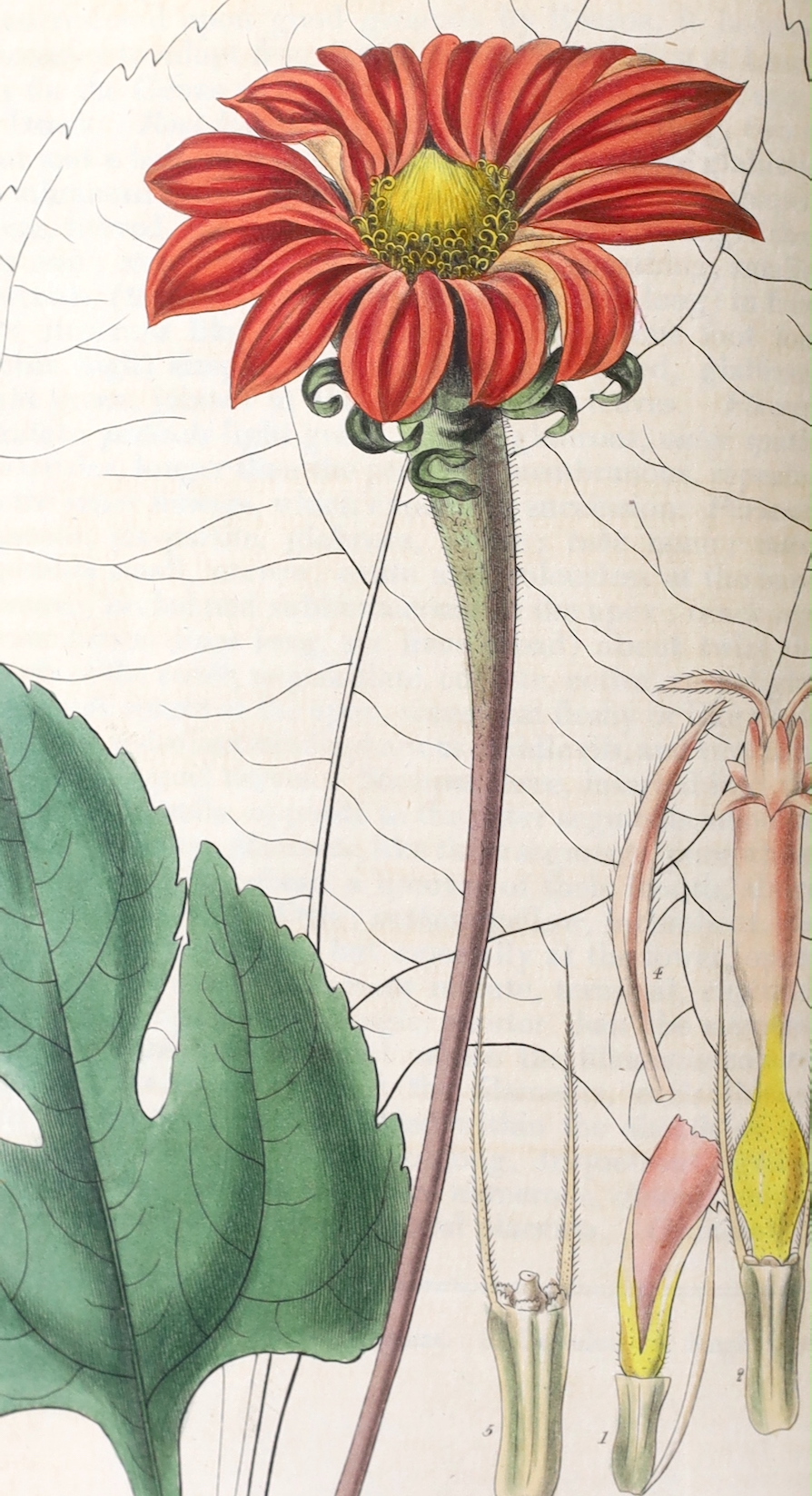 Curtis, William - A Botanical Magazine; or, Flower-Garden Displayed ... vols. IV, XI and XII (bound together), XIII and XV; New Series vol. VIII; Third Series vols. XII, XIV, XVI and XXIII. (10 vols).